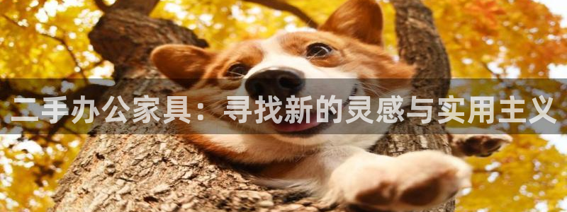 菲律宾龙八国际杀猪