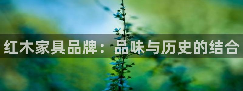 龙八国际 我的