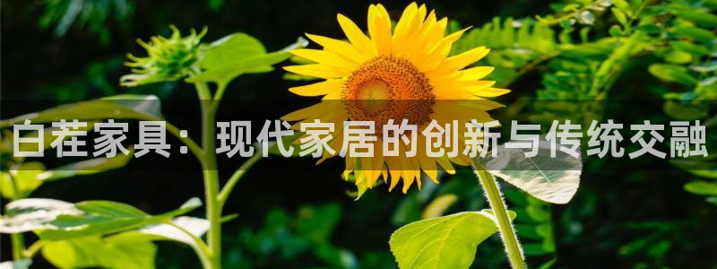 国际龙八国集团